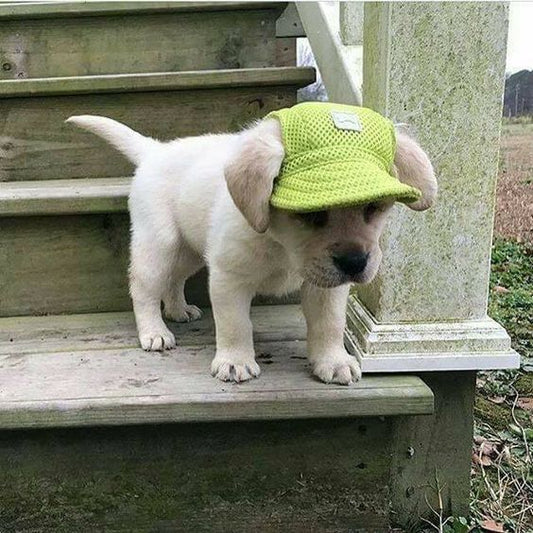 Pet Sun Bonnet or Baseball Cap