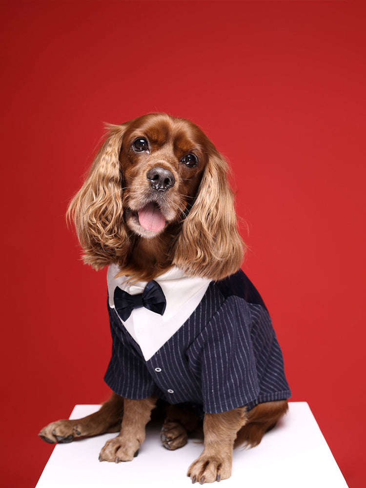 Dog - Wedding Suit