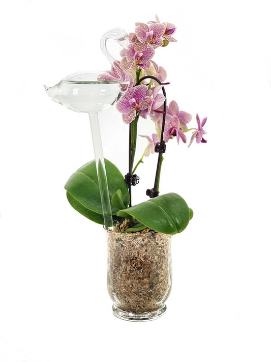 Water Birds - Alternative to watering your plants daily