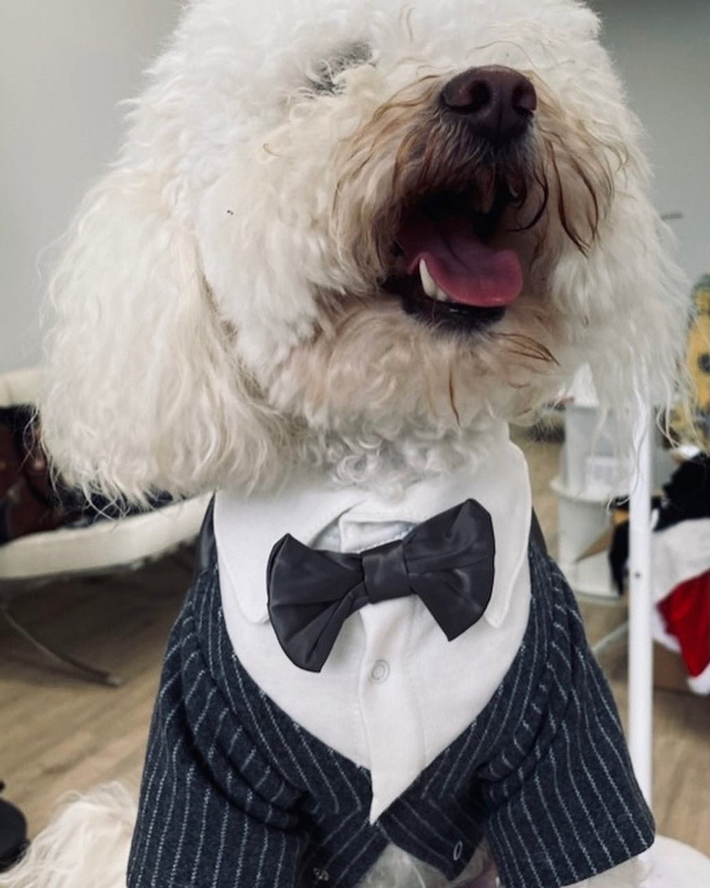 Dog - Wedding Suit
